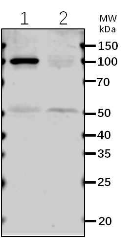 Anti-GFP/YFP Tag rabbit antibody