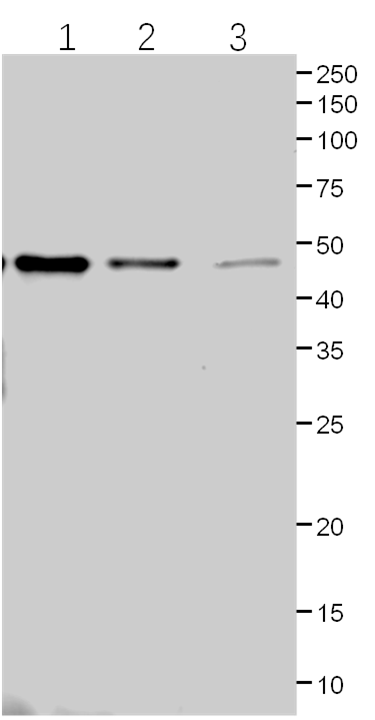 Anti-Cas9/ CRISPR-associated endonuclease Cas9/Csn1
