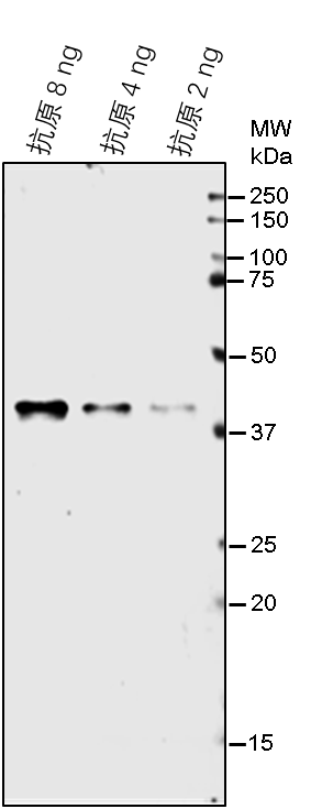 Anti-HPT/ Hygromycin B phosphotransferase Rabbit antibody