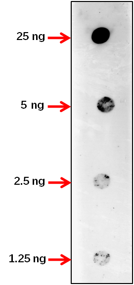 Anti-SWEET4c/ Bidirectional sugar transporter SWEET