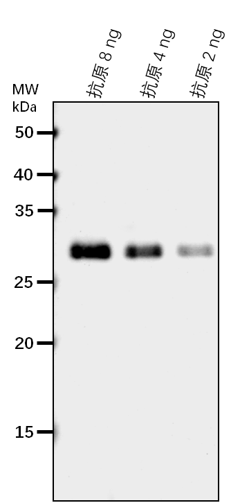 Anti-Ribose-5-phosphate isomerase