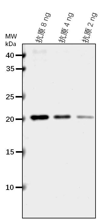 Anti-Ribulose-phosphate 3-epimerase