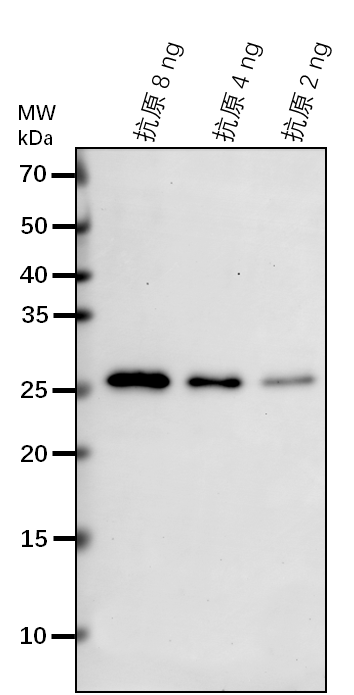 Anti-6-PGL/ Probable 6-phosphogluconolactonase