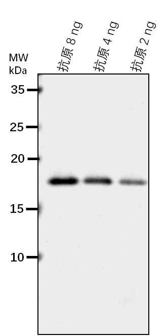 Anti-MBP Tag rabbit antibody