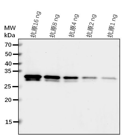 Anti-mCherry Tag rabbit antibody