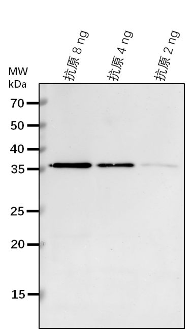 Anti-HaloTag Antibody