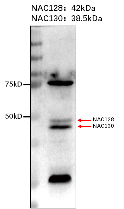 Anti-NAC rabbit antibody