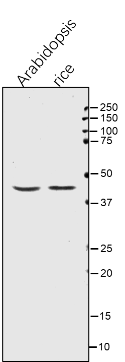 Anti-Actin rabbit polyclonal antibody