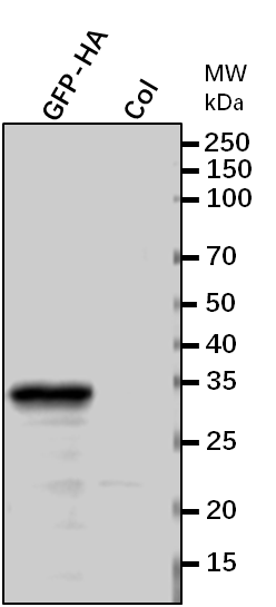 Anti-HA-tag rabbit antibody