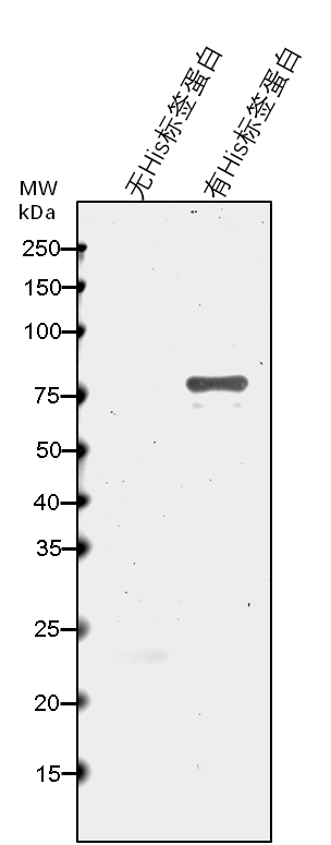 Anti-6X His Tag rabbit antibody