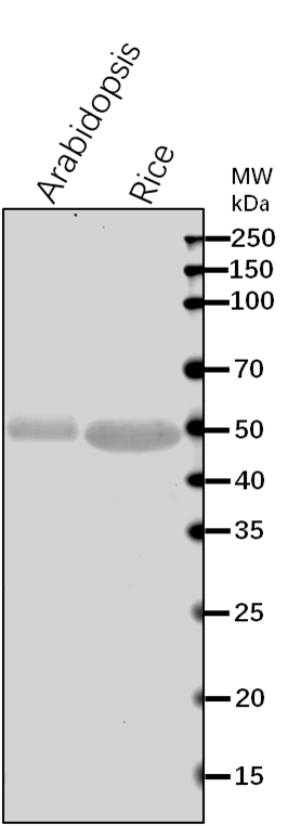 Anti-TUB3/ Tubulin beta-3 chain Rabbit Antibody