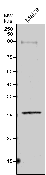 Anti-Ribose-5-phosphate isomerase