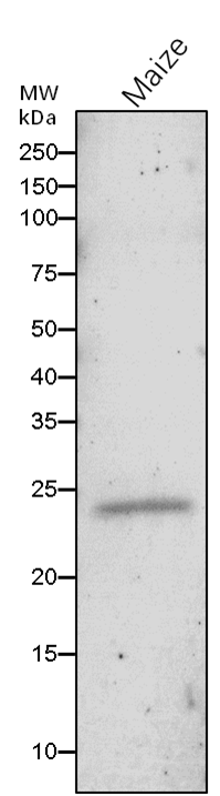 Anti-Pentose-5-phosphate 3-epimerase