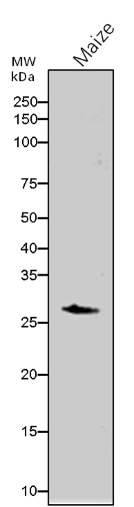 Anti-Probable 6-phosphogluconolactonase