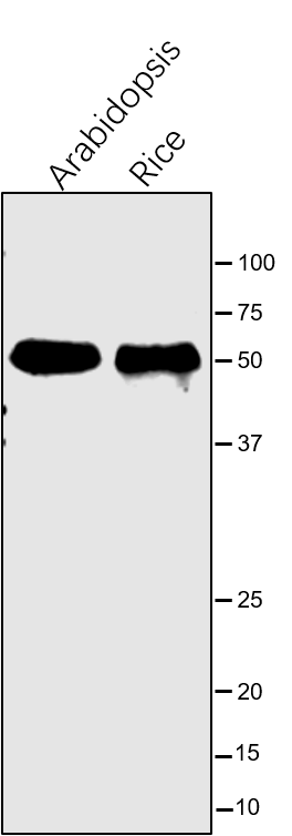 Anti-RBCL / Ribulose bisphosphate carboxylase large subunit