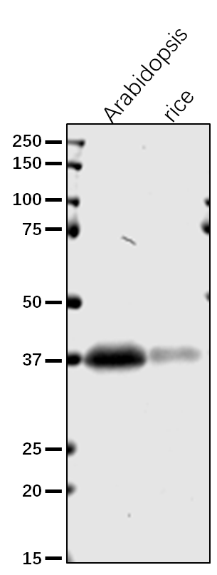 Anti-GAPDH/ Glyceraldehyde-3-phosphate dehydrogenase GAPC2