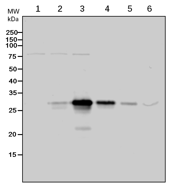 Anti-GST-tag Rabbit Polyclonal Antibody