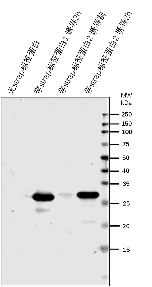 Anti-Strep-Tag II Rabbit Antibody