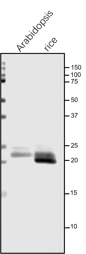 Anti-Lhcb6 / CP24 / Chlorophyll a-b binding protein antibody