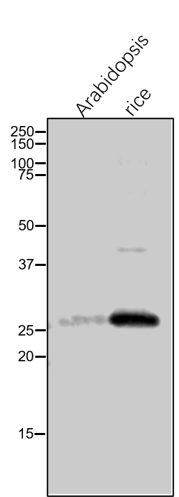 Anti-Lhcb4/ Lhcb4 protein of LHCII rabbit antibody