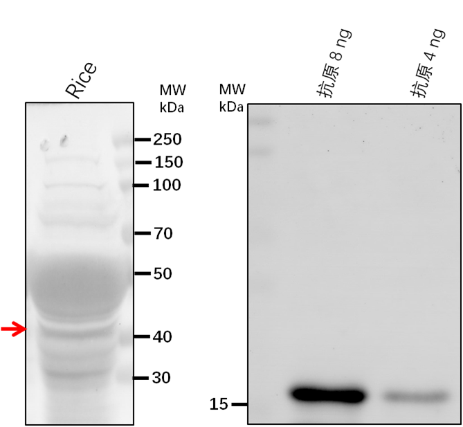 Anti-MPK4/ Mitogen-activated protein kinase 4