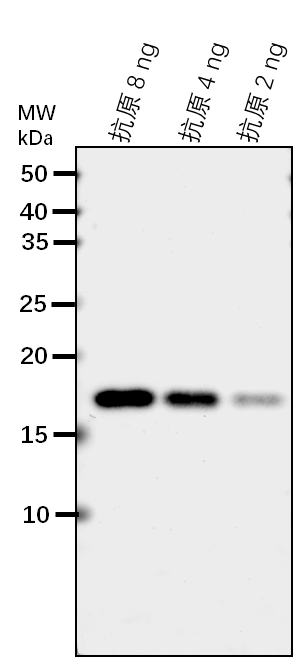 Anti-MPK13/ Mitogen-activated protein kinase 13