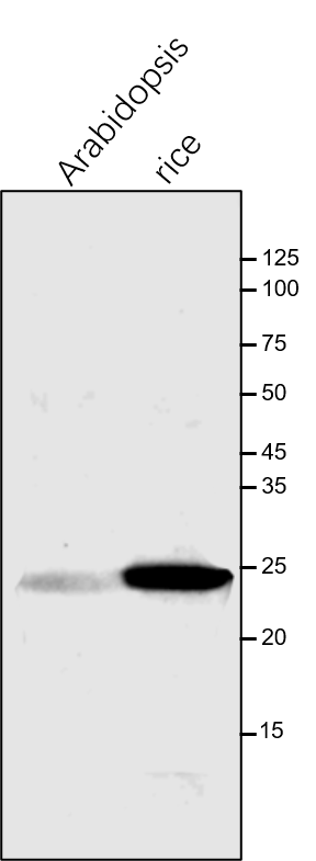 Anti-Lhcb1/ Lhcb1 protein of LHCII rabbit antibody