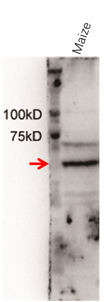 Anti-GBSSI/ Granule-bound starch synthase 1, chloroplastic/a