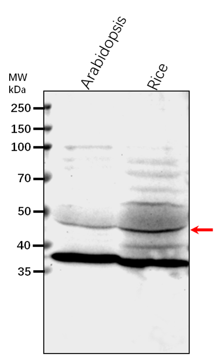 Anti-MPK5/ Mitogen-activated protein kinase 5