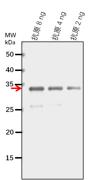 Anti-OsEREBP1/ Ethylene-responsive transcription factor 1