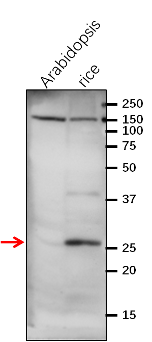 Anti-PsbP-like protein rabbit antibody
