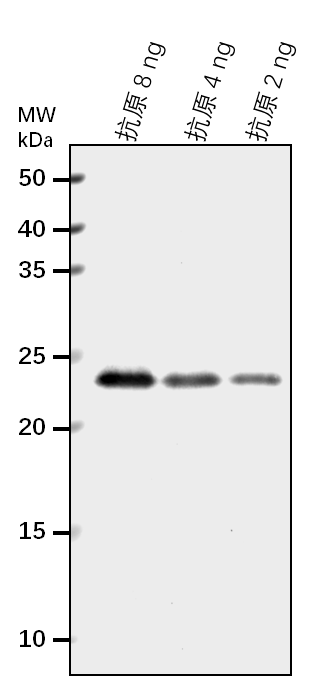 Anti-ORPHAN transcription factor