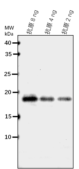 Anti-Os06g0666100 protein