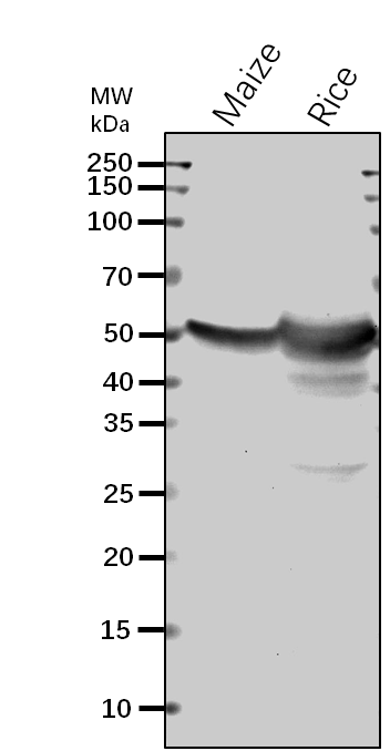 Anti-Bt2/Brittle-2/ Glucose-1-phosphate adenylyltransferase