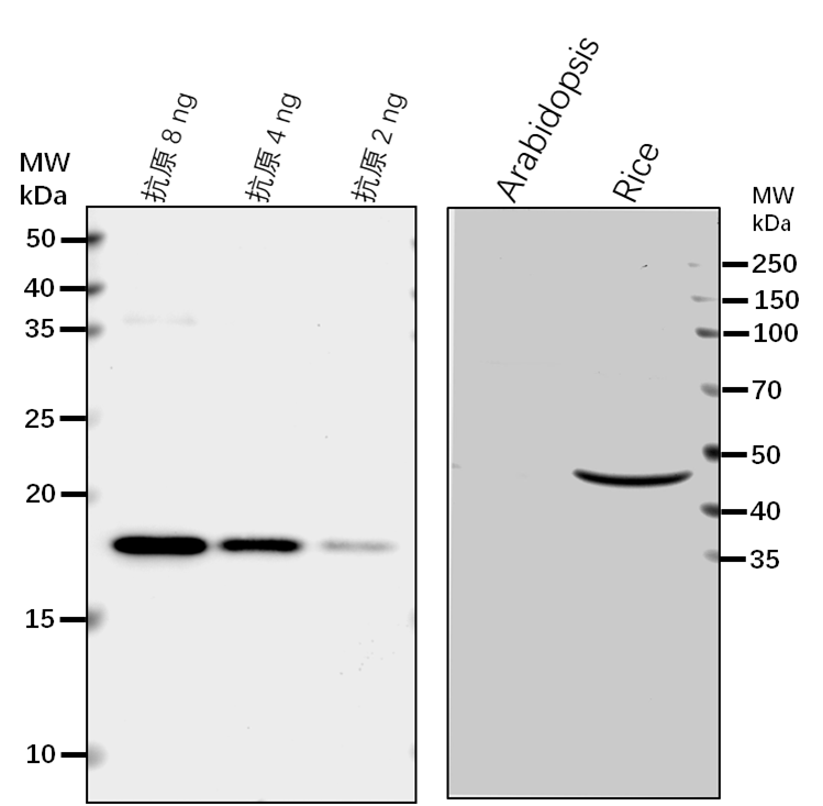 Anti-MPK1/MAPK6/ Mitogen-activated protein kinase 1