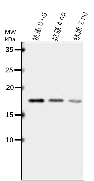 Anti-MPK17/ Mitogen-activated protein kinase 17
