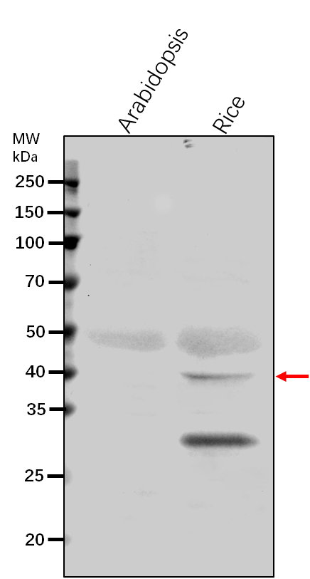 Anti-MKK4/ Mitogen-activated protein kinase kinase 4