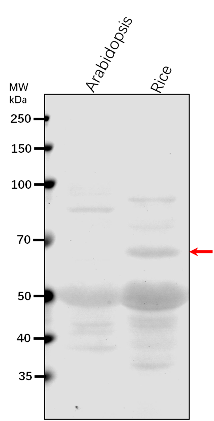 Anti-MPK12/ Mitogen-activated protein kinase 12
