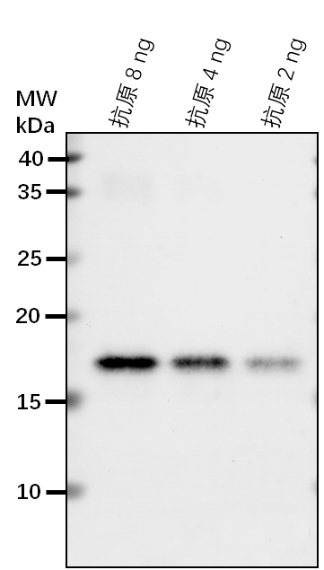 Anti-MPK16/ Mitogen-activated protein kinase 16