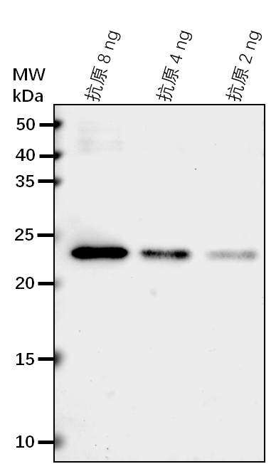 Anti-MPK9/ Mitogen-activated protein kinase 9