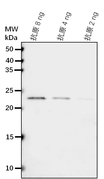 Anti-MPK8/WJUMK1/ Mitogen-activated protein kinase 8