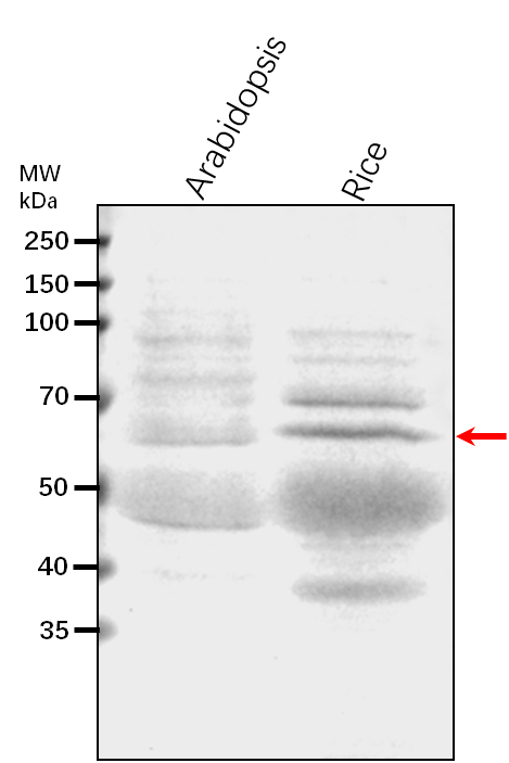 Anti-MPK14/ Mitogen-activated protein kinase 14