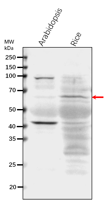 Anti-MPK7/ Mitogen-activated protein kinase 7