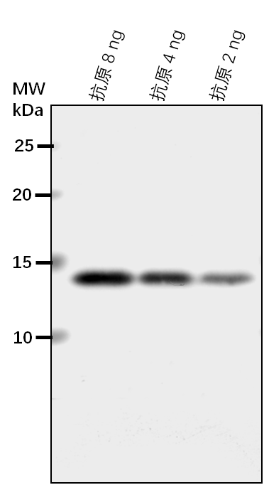 Anti-MPK2/ Mitogen-activated protein kinase 2