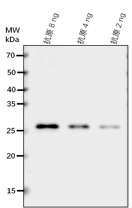 Anti-MKP1/ Protein-tyrosine-phosphatase MKP1