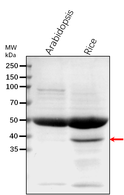 Anti-MKK1/MEK1/ Mitogen-activated protein kinase kinase 1