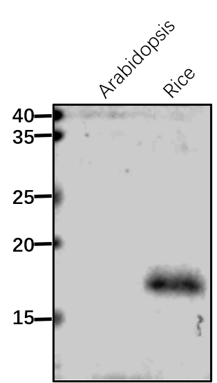 Anti-PnsB3/ Photosynthetic NDH subunit of subcomplex B 3