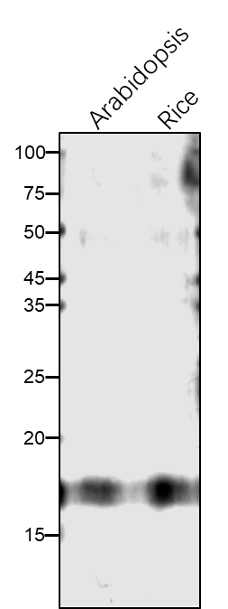 Anti-NdhN/ NAD(P)H-quinone oxidoreductase subunit N antibody