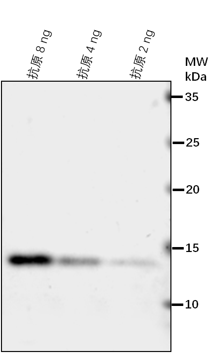 Anti-ATG8A/ Autophagy-related protein 8a