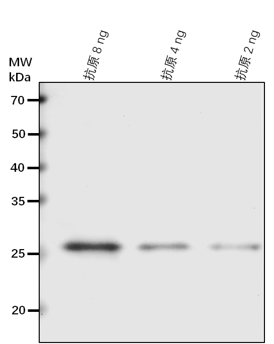 Anti-AGO10/ Protein argonaute 10